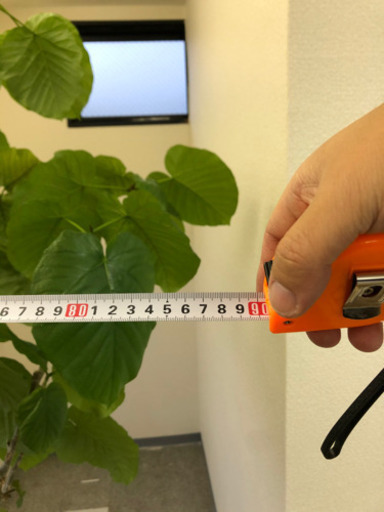 観賞　植物