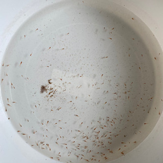 楊貴妃メダカ稚魚5匹 100円