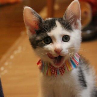 変わった毛色の三毛猫超甘えん坊なドミノちゃんの画像