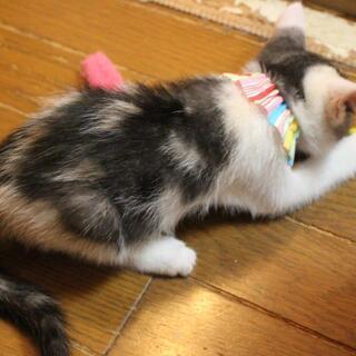 変わった毛色の三毛猫超甘えん坊なドミノちゃん - 里親募集