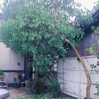 ユーカリの木