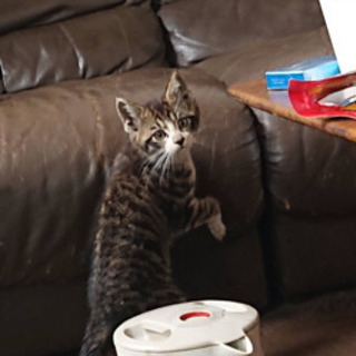 野良の子猫の里親さま募集してます。