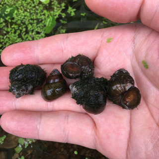 ヒメタニシ 10個