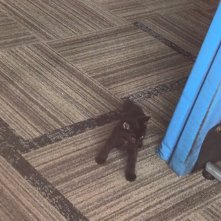 真っ黒の子猫