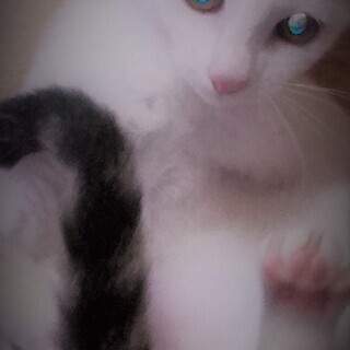 美しく健康的な仔猫ちゃんの里親さま大募集