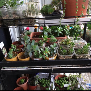 多肉植物15種以上の画像