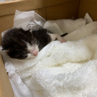 一人ぼっちの子猫