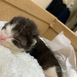 一人ぼっちの子猫の画像
