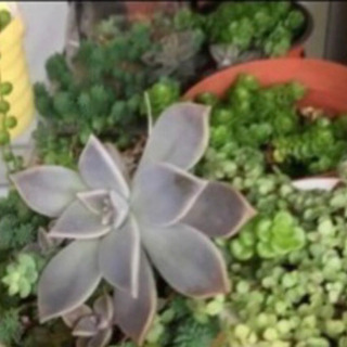 多肉植物15種以上の画像