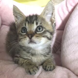 キジトラ 推定2ヶ月 男の子(里親候補決定)
