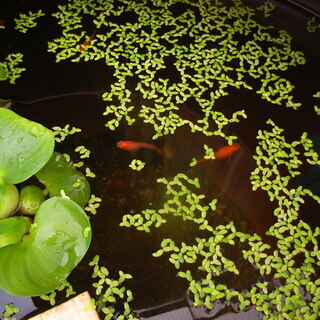 めだか、金魚
