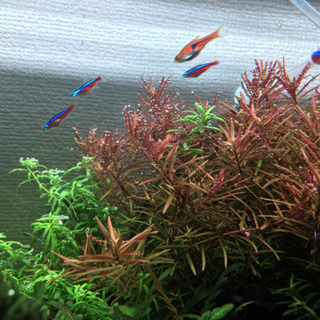 水草🌿ロタラSP hara  値引き交渉可❗️