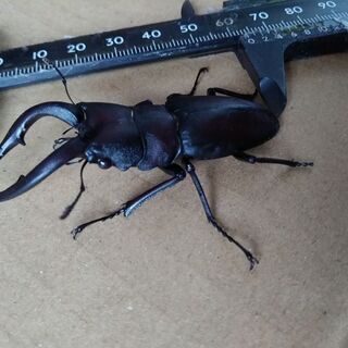 三重県産 ノコギリクワガタ オス