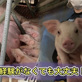 豚の飼育管理スタッフ