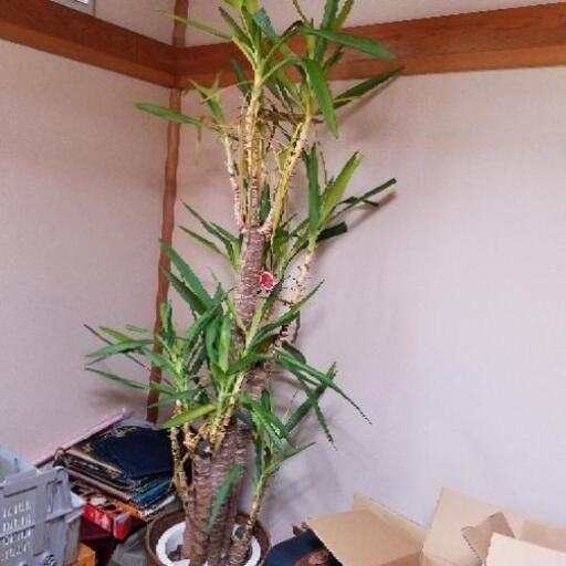 2m近くある観葉植物青年の樹取りに来れる人限定