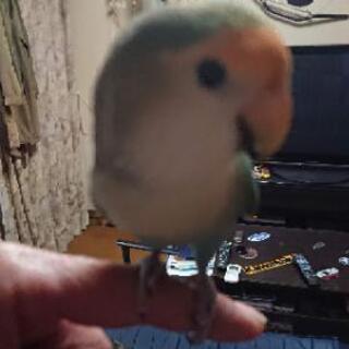 コザクラインコ探しています！！