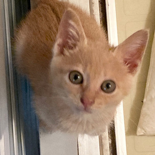 【トライアル中】約6週齢の茶トラのオスの子猫の里親募集