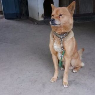 犬が迷子