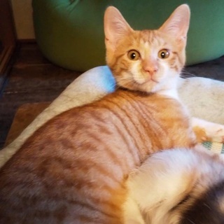 お利口なてんちゃん茶とら🐯4ヶ月♂