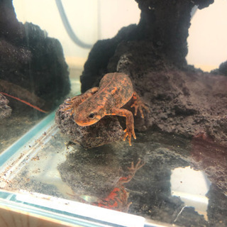 アカハライモリ