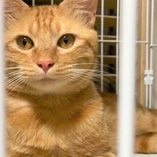ボブという名の甘えん坊な茶トラ猫✨