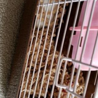 ジャンガリアンハムスターの白
