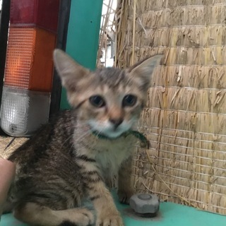 生後２〜３ヶ月くらい　かわいいキジ猫　メス