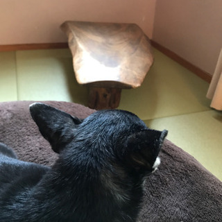 （成約済）一枚板　テーブルの画像