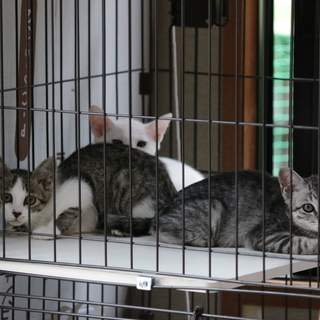 子猫、３匹の里親さん募集です。