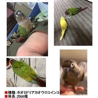 ウロコインコ