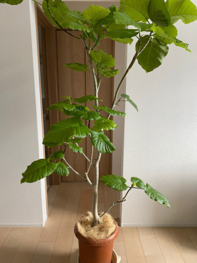 ウンベラータ1m50cm〜80cm 大型植物