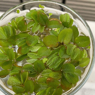 水草