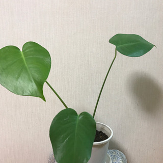 観葉植物☆モンステラ