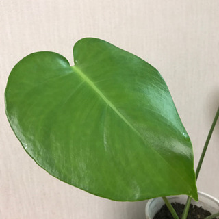 観葉植物☆モンステラの画像