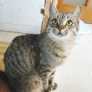 里親さま決定！　性格◎大きな体とハートの持ち主　クッキー♂　１歳前後