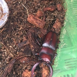 カブトムシ！採取体験ツアー‼️の画像