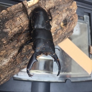 カブトムシ！採取体験ツアー‼️の画像
