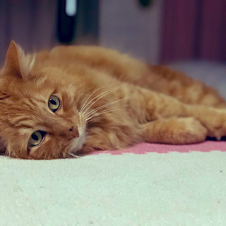 🔰初心者大歓迎‼️【松戸・オンラインボイトレ🎤】わかりやすく楽しいボイトレ！の画像