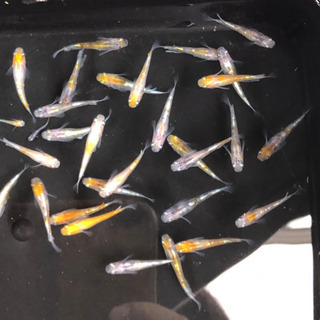 めだか　花魁(おいらん)  稚魚　10匹　