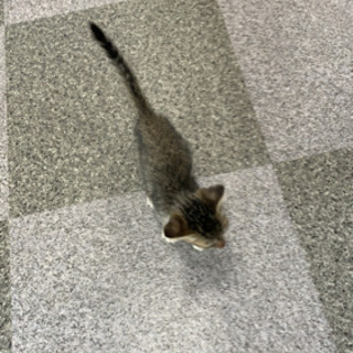お話中！里親募集！1ヶ月位のキジ仔猫