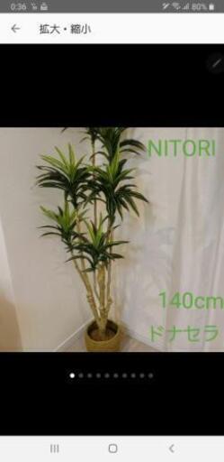 ◎◎【7月13日取引完了】【(分譲マンション展示品)《商品タグ付き》】ニトリ の大人気フェイクグリーンの\nドナセラ