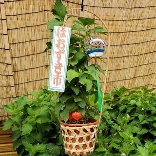 夏の風物詩<ほおずき>5号鉢の画像