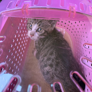 野生の子猫の里親さま募集です。