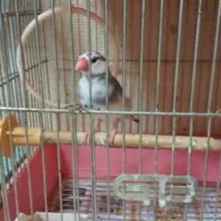 桜文鳥里親募集