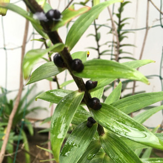 オニユリ ムカゴの画像