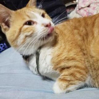 猫探してます。