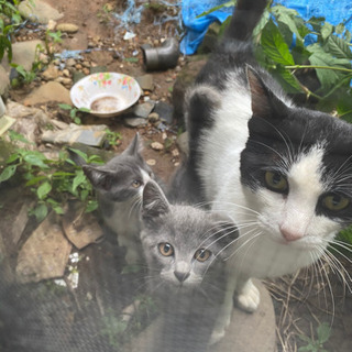 野良猫の子供