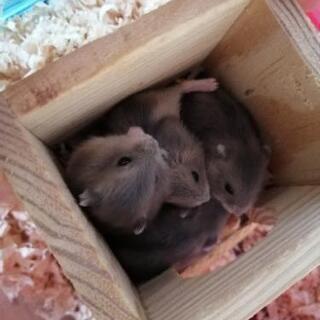 ジャンガリアンハムスター里親募集