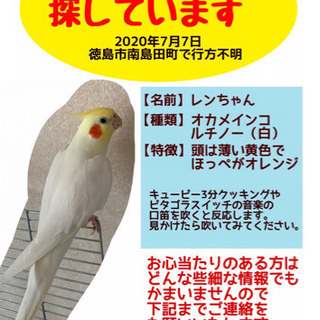 オカメインコの蓮さんがいなくなりました