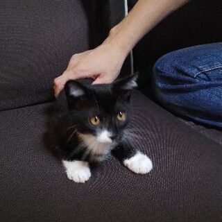 2ヶ月子猫